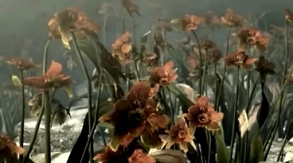 Flor que derivou o inicio do vírus